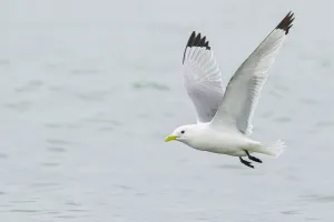 Black-legged Kittiwake (Rissa tridactyla) flying, Alaska, USA