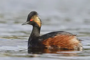 Black-necked Grebe (Podiceps nigricollis), British Columbia, Canada