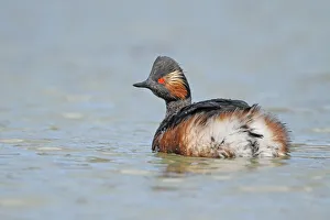 Black-necked Grebe (Podiceps nigricollis), Aargau, Switzerland