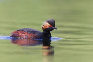 Black-necked Grebe (Podiceps nigricollis), Bavaria, Germany