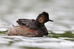 Black-necked Grebe (Podiceps nigricollis) chick, Bavaria, Germany