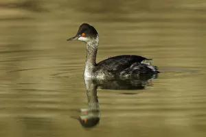 Podicipedidae Prints: Black-necked Grebe (Podiceps nigricollis) in winter plumage, Arizona, USA