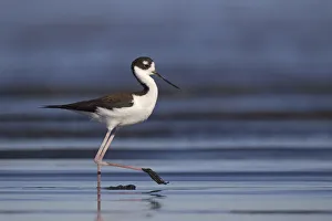 Black-necked Stilt (Himantopus mexicanus), California, USA