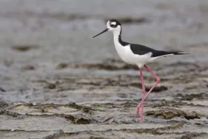 Black-necked Stilt (Himantopus mexicanus), Ecuador