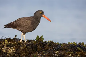 Black Oystercatcher (Haematopus bachmani), Washington, USA