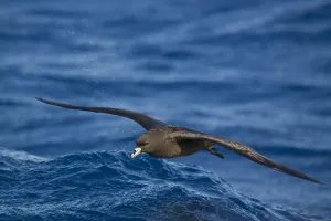 Black Petrel (Procellaria parkinsoni) flying, New Zealand