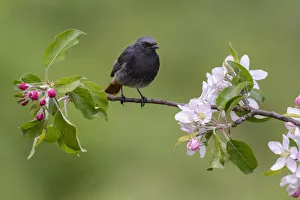 Black Redstart (Phoenicurus ochruros) male perched on a blossoming twig, Diemen Black Redstart (Phoenicurus ochruros) male perched on a blossoming twig, Diemen