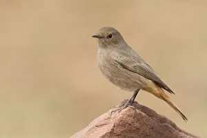 Black Redstart (Phoenicurus ochruros) female, Morocco