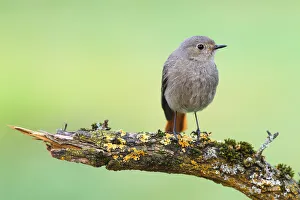 Black Redstart (Phoenicurus ochruros) female, Baden-Wuerttemberg, Germany