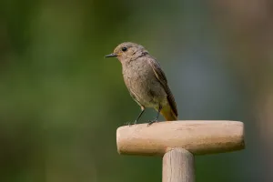 Saxony Prints: Black Redstart (Phoenicurus ochruros) female perched on spade handle in backyard, Saxony
