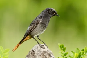 Black Redstart (Phoenicurus ochruros) male, St. Gallen, Switzerland