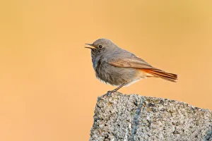 Black Redstart (Phoenicurus ochruros) male, Poland