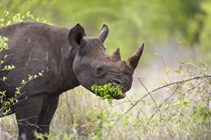 Black Prints: Black Rhinoceros (Diceros bicornis) browsing on a small green bush, South Africa