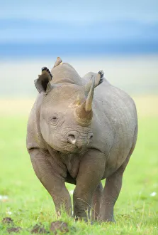 Black Rhinoceros (Diceros bicornis) portrait in open terrain, Kenya