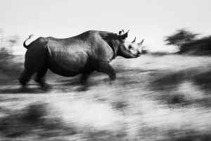Black Prints: Black Rhinoceros (Diceros bicornis) running for cover