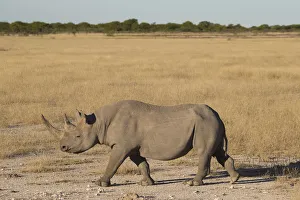 Black Rhinoceros (Diceros bicornis) walking across plain, Namibia, Kunene Region Black Rhinoceros (Diceros bicornis) walking across plain, Namibia, Kunene Region