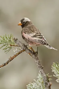 New Mexico Prints: Black Rosy Finch (Leucosticte atrata), New Mexico, USA