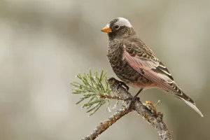 Black Rosy Finch (Leucosticte atrata), New Mexico, USA