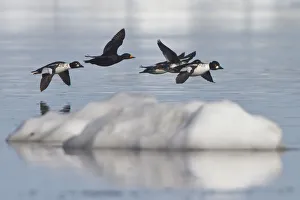 Black Scoter (Melanitta americana) flying, Manitoba, Canada