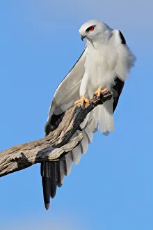 Black-shouldered Kite (Elanus axillaris), Western Australia, Australia Black-shouldered Kite (Elanus axillaris), Western Australia, Australia