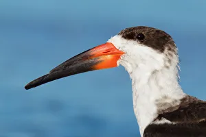 Florida Prints: Black Skimmer (Rynchops niger), Florida, USA