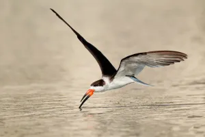 Florida Prints: Black Skimmer (Rynchops niger) flying, Florida, USA