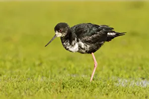 Black Stilt (Himantopus novaezelandiae), Glentanner, South Island, New Zealand Black Stilt (Himantopus novaezelandiae), Glentanner, South Island, New Zealand