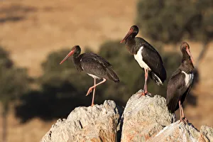 Spain Prints: Black Stork (Ciconia nigra), Castile-La Mancha, Spain