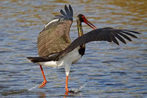 Greece Prints: Black Stork (Ciconia nigra) foraging, Greece