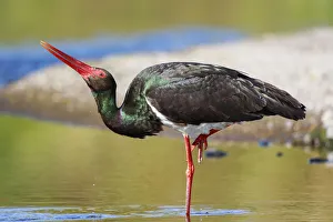 Black Stork (Ciconia nigra) foraging, Greece