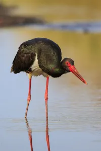 Black Stork (Ciconia nigra) foraging, Greece
