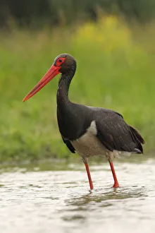 Black Stork (Ciconia nigra) foraging, Hungary