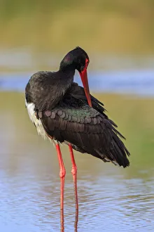 Black Stork (Ciconia nigra), Greece