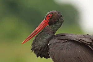 Hungary Prints: Black Stork (Ciconia nigra), Hungary