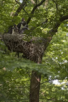 North Rhine Westphalia Prints: Black Stork (Ciconia nigra) juveniles in nest, North Rhine-Westphalia, Germany