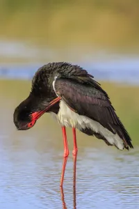 Greece Prints: Black Stork (Ciconia nigra) preening, Greece