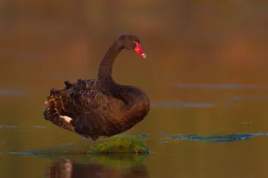 Australia Prints: Black Swan (Cygnus atratus), New, South, Wales, Australia