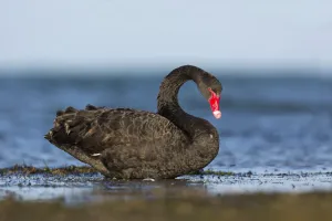 Australia Prints: Black Swan (Cygnus atratus), Victoria, Australia