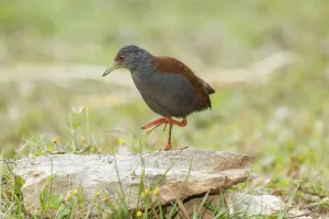 Black-tailed Crake (Porzana bicolor), Doi Inthanon, Thailand Black-tailed Crake (Porzana bicolor), Doi Inthanon, Thailand