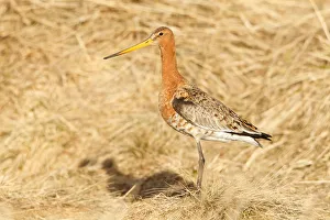 Black-tailed Godwit (Limosa limosa), Myvatn, Iceland