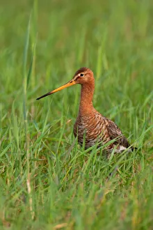 Black-tailed Godwit (Limosa limosa), Lake Neusiedl, Austria