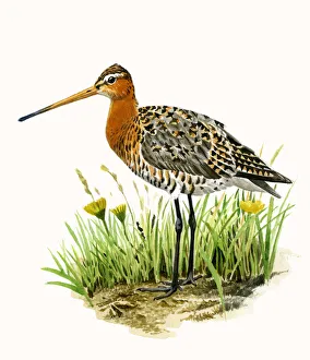 Black-tailed Godwit (Limosa limosa) adult standing in the grass
