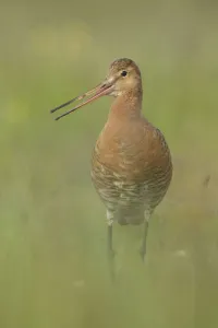 Wader Prints: Black-tailed Godwit (Limosa limosa) calling, Iceland