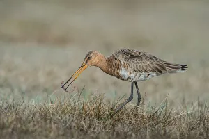 Wader Prints: Black-tailed Godwit (Limosa limosa) eating worm, Schleswig-Holstein, Germany
