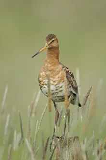Black-tailed Godwit (Limosa limosa), Iceland