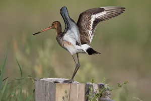 Black tailed Godwit (Limosa limosa) landing on a fence, polder Arkemheen, The Netherlands Black tailed Godwit (Limosa limosa) landing on a fence, polder Arkemheen, The Netherlands