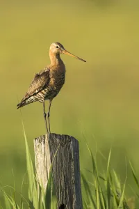 Black-tailed Godwit (Limosa limosa) male, Texel, The Netherlands