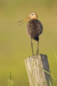 Wader Prints: Black-tailed Godwit (Limosa limosa) male calling, Texel, The Netherlands