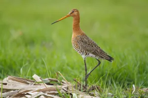 Black-tailed Godwit (Limosa limosa), The Netherlands