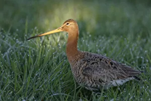 Black-tailed Godwit (Limosa limosa), The Netherlands